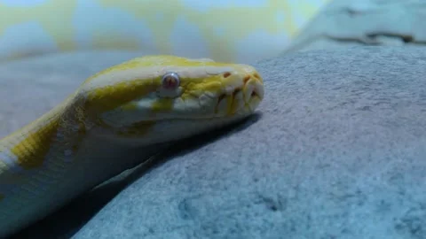 Close up of albino python Stock Footage 132909107