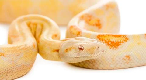 Close-up of an Albino royal python in front of a white background Stock-Fotos