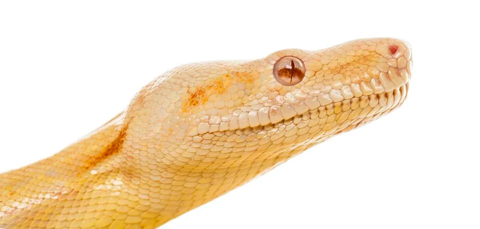Close-up of an Albino royal python in front of a white background Stock-Fotos