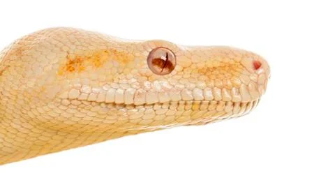 Close-up of an Albino royal python in front of a white background Stock-Fotos