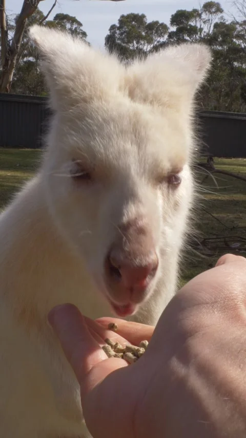 Close-up Of Albino Wallaby's Head As It Feeds From Person's Hand In Tasmania Stockbeeldmateriaal 333657841