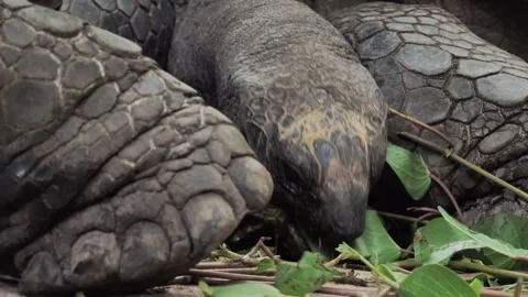 Close-up of Aldabra Giant Tortoise Front Feet Video stock 341009863