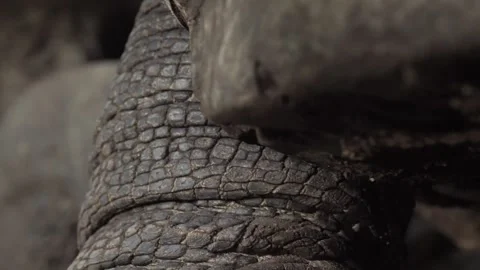 Close-up of Aldabra Giant Tortoise Neck Video stock 341008607