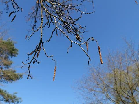 Close-up of Alder Catkins – representation of spring and a key pollen source Stock Photos