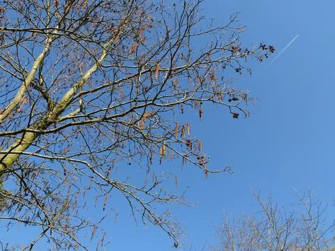Close-up of Alder Tree with Catkins – allergy season Stock Photos