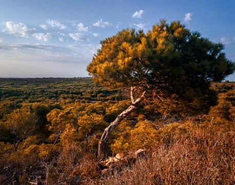 Close up of Aleppo pine tree Foto stock