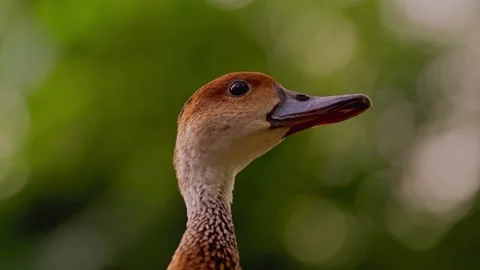 Close up alert brown duck looking around Stock Footage 340076511