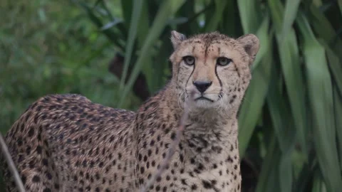 Close-up of an alert cheetah in the wild Stock Footage 326492620