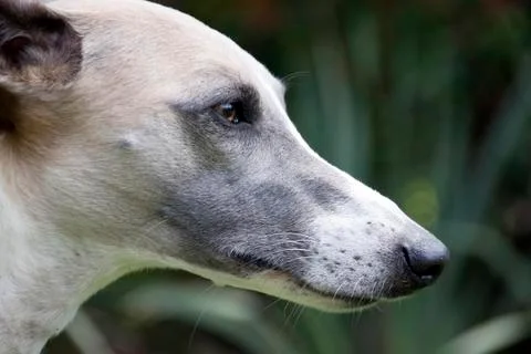 Close up of alert face of whippet Stock Photos