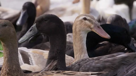 Close-Up of Alert Indian Runner Ducks. Stock Footage 308467210