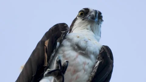 Close-up of an alert osprey with a sharp gaze against a pale blue sky Stock-Footage 307848605