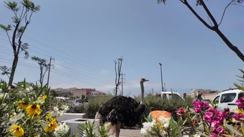 Close-Up of an Alert Ostrich at Souk El Had, Agadir, Morocco: July 27, 2024 Stock Footage 280826213