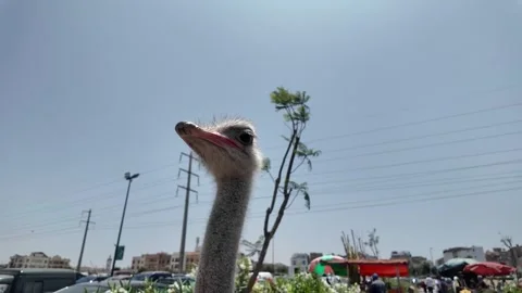 Close-Up of an Alert Ostrich at Souk El Had, Agadir, Morocco: July 27, 2024 Stock Footage 280828169