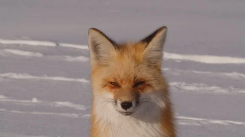 Close up of alert red fox on snow during sunny day, wild animal relaxing in Stock Footage 128846067