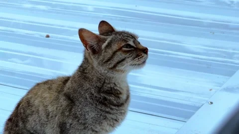 Close-Up of Alert Tabby Cat Sitting on Light Blue Metal Surface Stock Footage 314632214