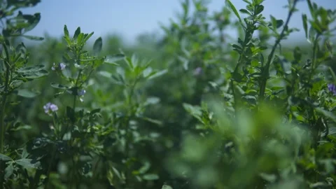 Close Up of Alfalfa  Stock Footage 221862881