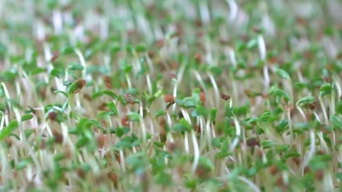Close up of Alfalfa sprouts Stock Footage 76287912