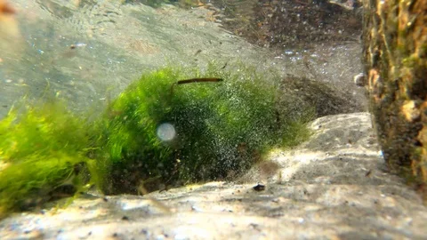 Close up of algae and the current under water in the sunlight - climate chang Stock Footage 119156334