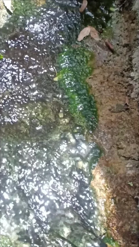 Close Up of Algae and Water Stream at Exotic Gardens of Bouknadel Stock Footage 343689164