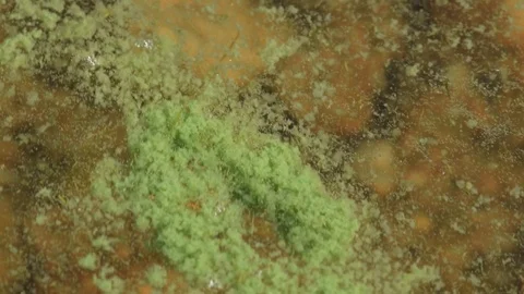 Close up of algae bloom floating on the surface of the sea close to the shore Stock Footage 94344344