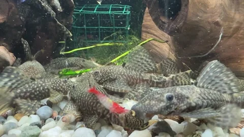 Close-up of Algae Eater Fish in Aquarium Stock Footage 280514453