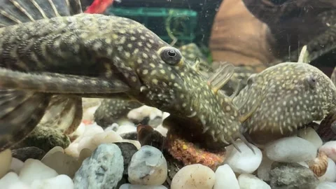 Close-up of Algae Eater Fish in Aquarium Video stock 280514500