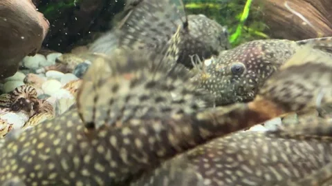 Close-up of Algae Eater Fish in Aquarium Video stock 280514595