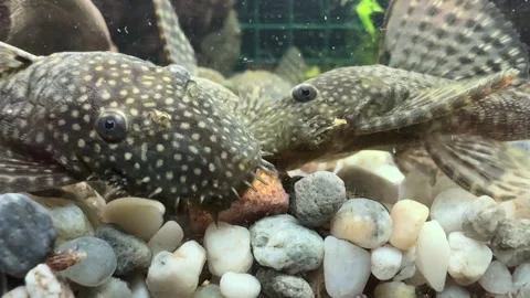 Close-up of Algae Eater Fish in Aquarium Video stock 280514603