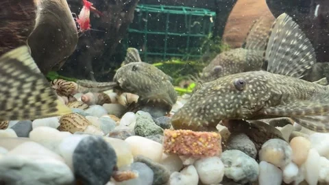 Close-up of Algae Eater Fish in Aquarium Video stock 280514742