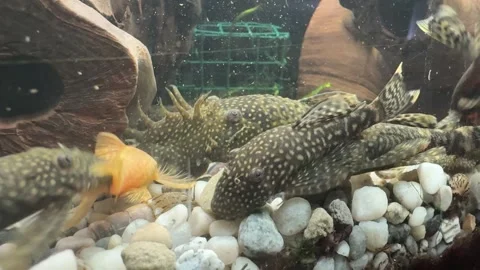 Close-Up of Algae Eater Fish in Aquarium Video stock 280547042