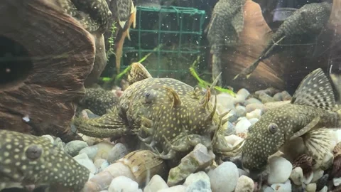 Close-Up of Algae Eater Fish in Aquarium Video stock 280547255