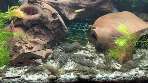 Close-Up of Algae Eater Fish in Aquarium Video stock 280547285