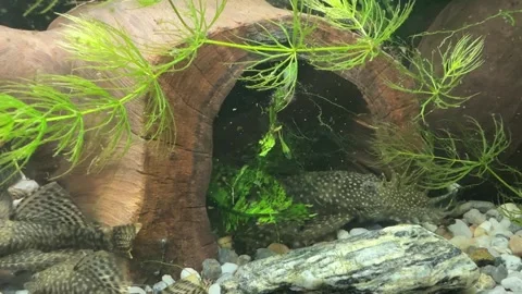 Close-Up of Algae Eater Fish in Aquarium Video stock 280547468