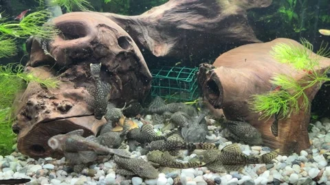 Close-Up of Algae Eater Fish in Aquarium Video stock 280547565