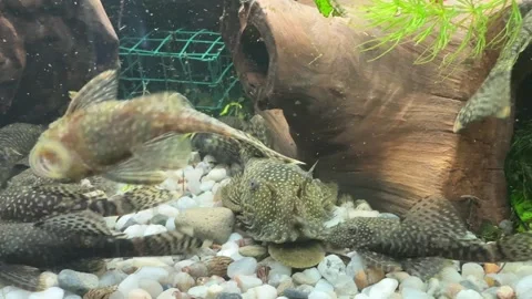 Close-Up of Algae Eater Fish in Aquarium Video stock 280547586