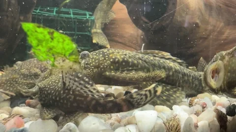 Close-Up of Algae Eater Fish in Aquarium Video stock 280547816