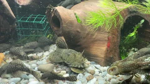 Close-Up of Algae Eater Fish in Aquarium Video stock 280547985