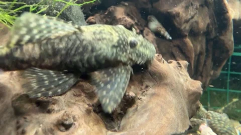 Close-Up of Algae Eater Fish in Aquarium Stock Footage 280550980