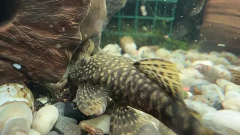 Close-Up of Algae Eater Fish in Aquarium Stock Footage 280551275