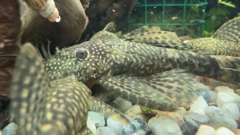 Close-Up of Algae Eater Fish in Aquarium Stock Footage 280551328