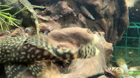 Close-Up of Algae Eater Fish in Aquarium Stock Footage 280551374