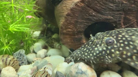 Close-Up of Algae Eater Fish in Aquarium Stock Footage 280551497