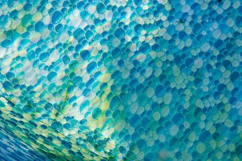 Close up of algae growth on the blue patterned foil of an above ground pool Stock Photos
