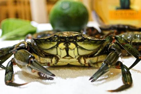 Close up alive crab on the table with white wine and avocado Stock Photos