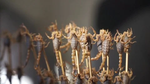 Close-up of the alive scorpion for showing 스톡 동영상 72394871