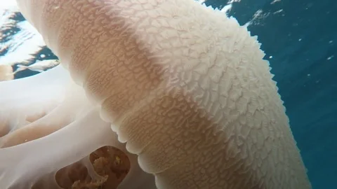 Close up all the way around massive Jellyfish Stock Footage 80848097
