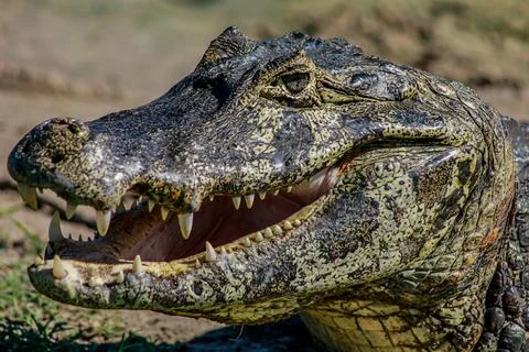 Close-up of an alligator on alert Stock Photos