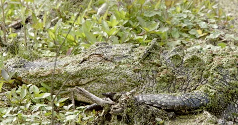 Close up of alligator blinking Stock Footage 150982840