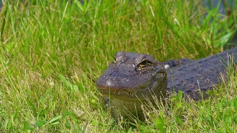 Close up of alligator breathing in the grass Video stock 74775748