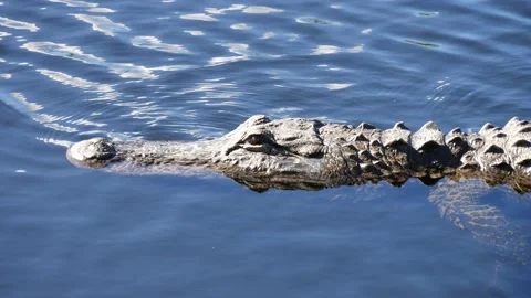 Close Up of an Alligator Floating in Everglades Stock Footage 231113043